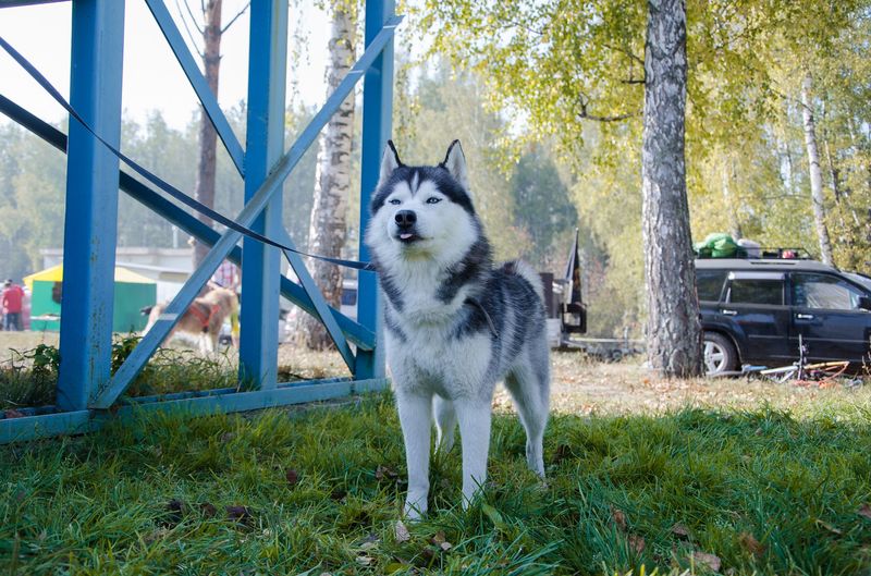 драйленд томск