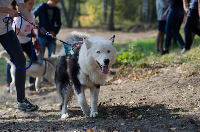 драйленд томск