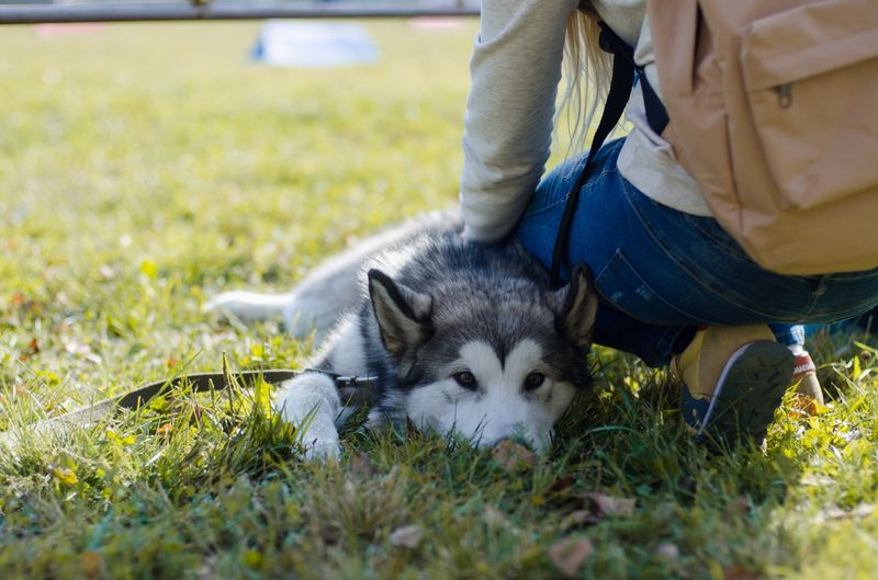 драйленд томск