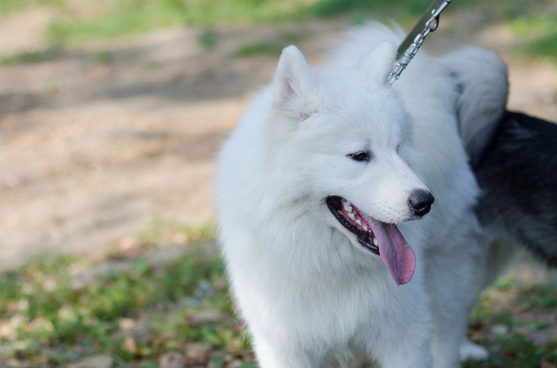 драйленд томск