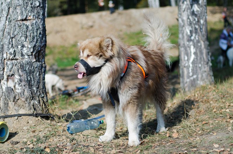 драйленд томск
