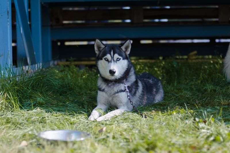 драйленд томск