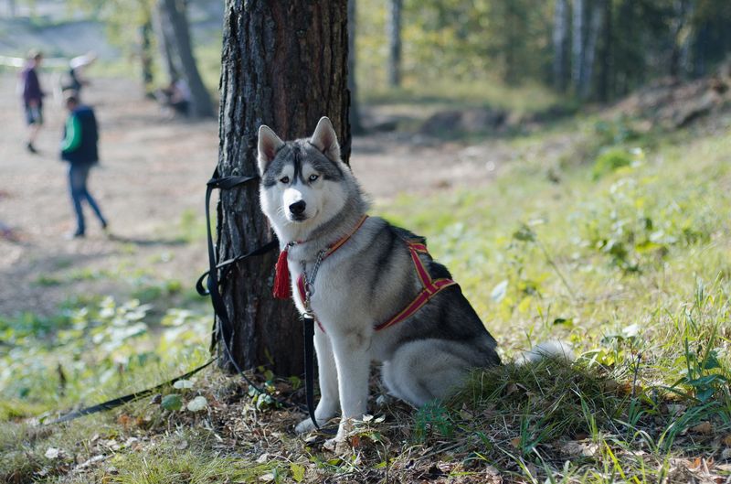 драйленд томск
