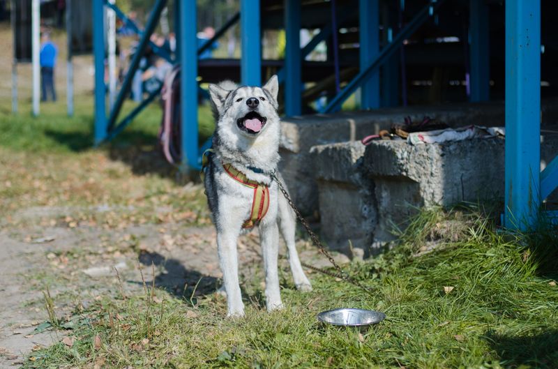 драйленд томск