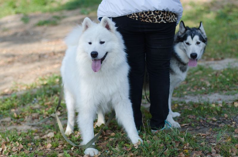 драйленд томск