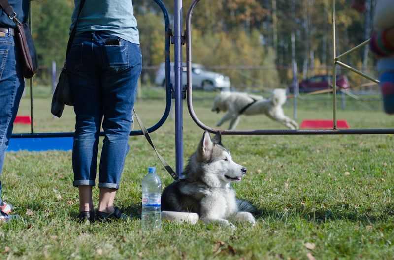 драйленд томск