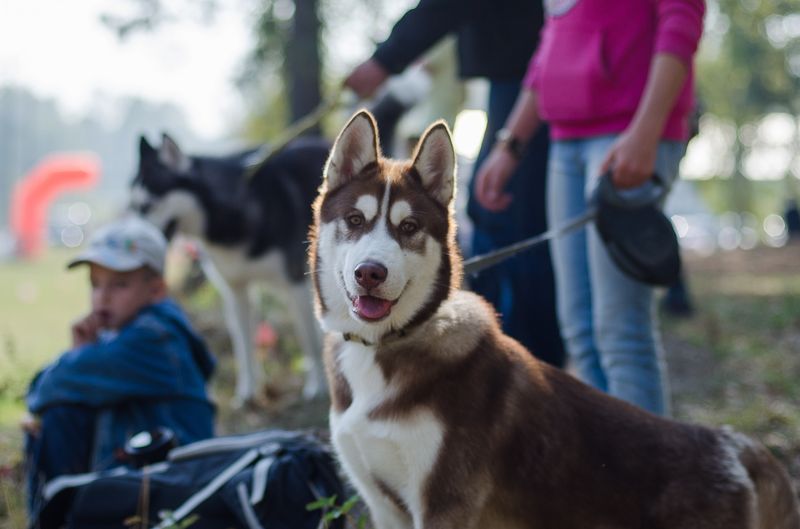 драйленд томск