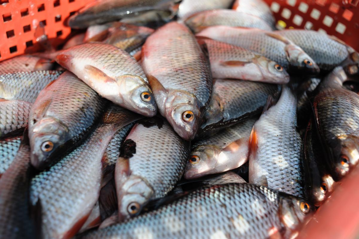 Предприятия Томска и области, Томские новости, ртуть рыбозавод проверки нарушения рыба отравленая Колпашевский рыбзавод оспорит в суде итоги проверки, выявившей в продукции превышение норм по ртути