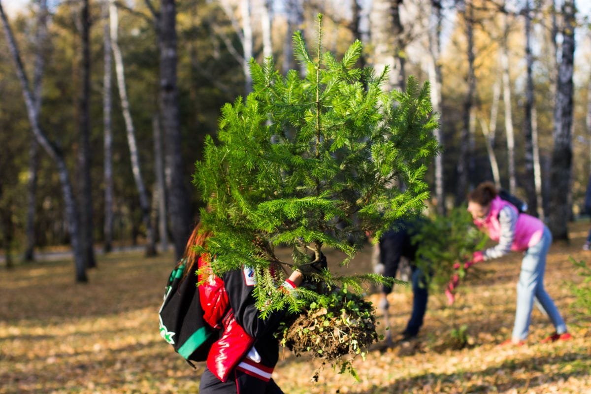 Конкурсы и акции, Томские новости, высадка деревьев посадка лес восстановление леса В День посадки леса в Томской области посадят более 25 тыс. деревьев