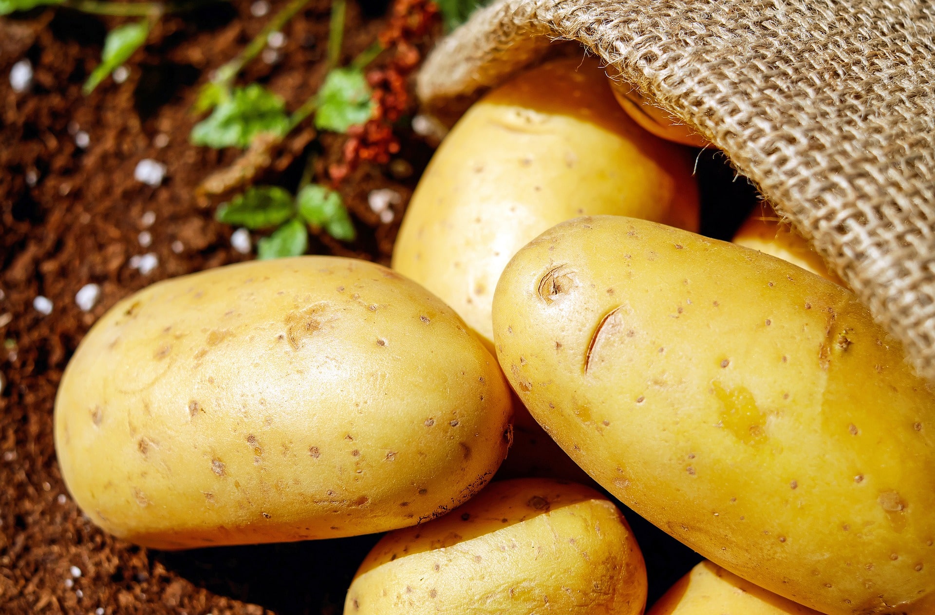 Органические продукты: новое пришествие картошки - Тренды - Томский Обзор –новости в Томске сегодня