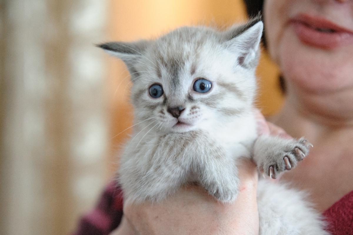 Один в поле воин. История дома на Татарской, 6, который жильцы спасают  своими силами - Город - Томский Обзор – новости в Томске сегодня