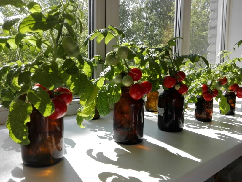 Инновации и технологии, Образование и наука, Томские новости, гидропоника биология помидоры выращивание помидоров Томские ученые создали универсальный раствор, который поможет выращивать томаты в Арктике