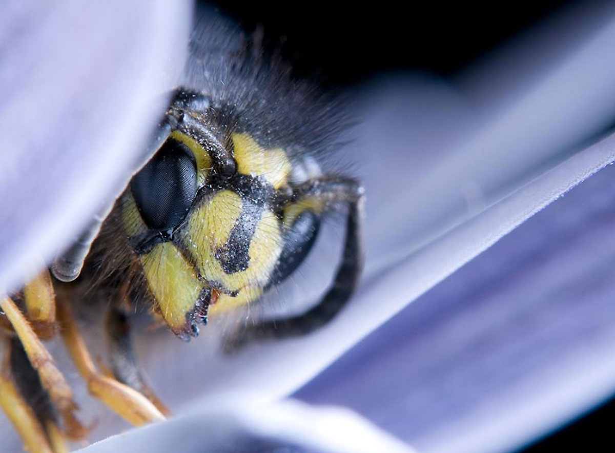 Томские новости, Экология, гибель пчел томская область причины химикаты рапс Почему гибнут пчелы в Томской области?