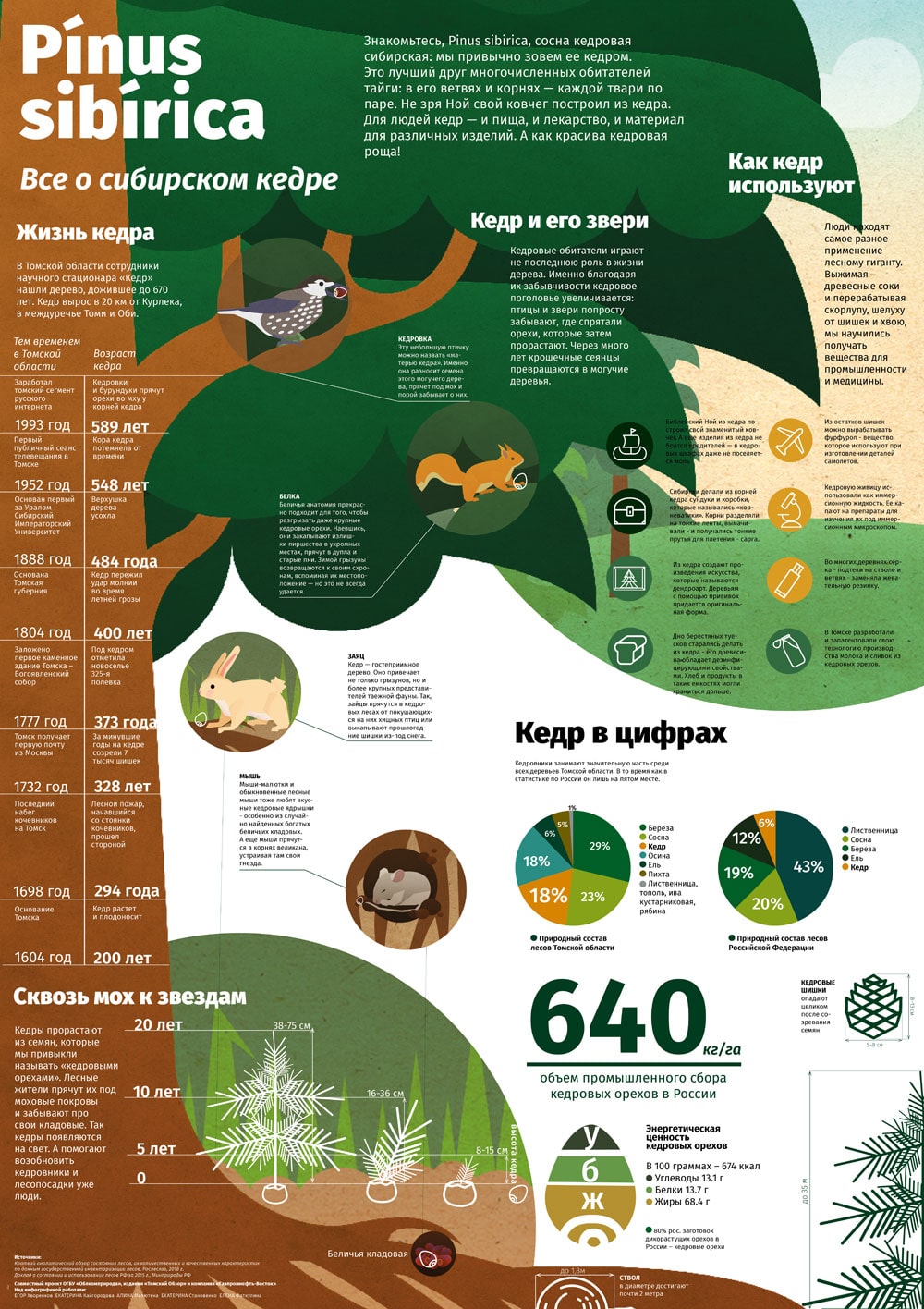 Плакат: Сибирский кедр в цифрах и фактах - Город - Томский Обзор – новости  в Томске сегодня