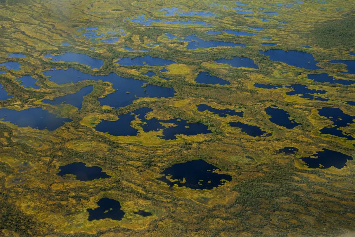 Васюганские болота томская. Васюганское болото заповедник. Томск Васюганское болото. Западно Сибирская равнина Васюганское болото.