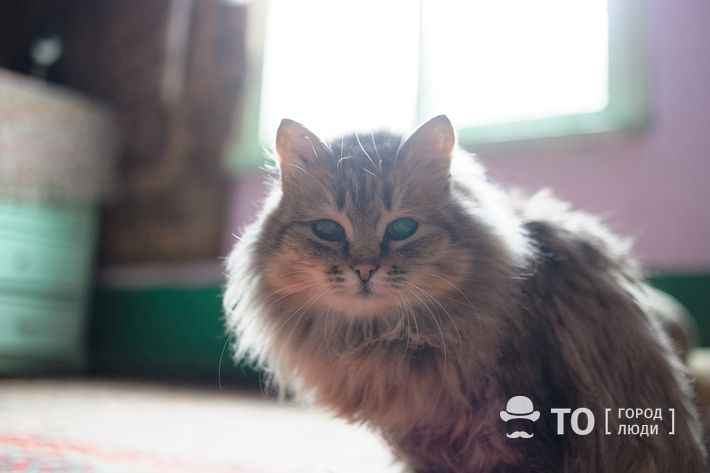 Благотворительность, Томские новости, помощь собакам помощь кошкам помощь домашним животным благотворительность сбор макудатуры Томичи могут сдать макулатуру, чтобы помочь бездомным животным