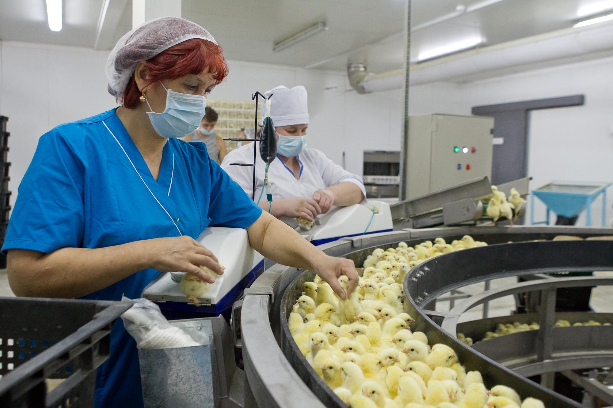 Как это работает, Предприятие, Сибагро, птицефабрика томская курица производство цыплята яйца Курица и яйцо. 10 фактов о птицефабрике «Томской», которые вы не знали