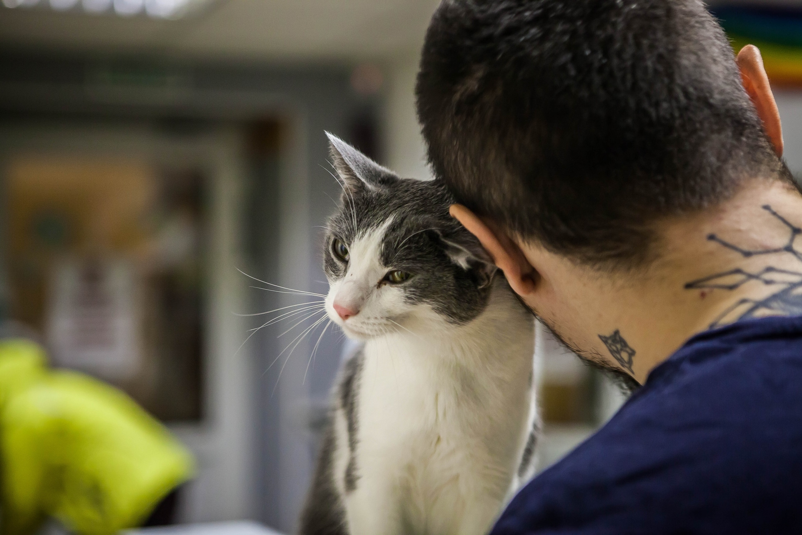Благотворительность, Томские новости, коронавирус пандемия помощь благотворительность коты котокафе Котокафе Cat Space просит томичей о помощи