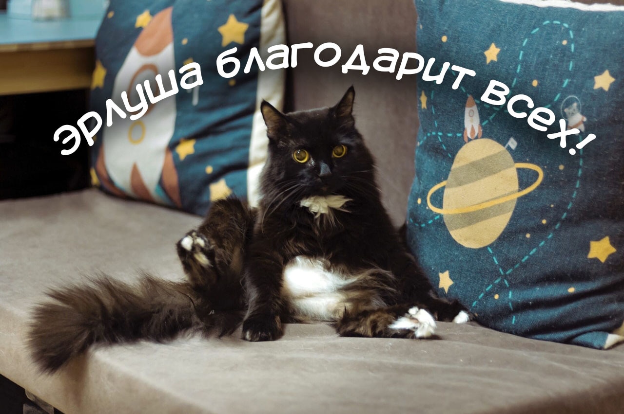 Благотворительность, Томские новости, благотворительность помощь котам сбор денег коронавирус пандемия помощь котокафе Томичи пожертвовали котокафе более 300 тысяч рублей