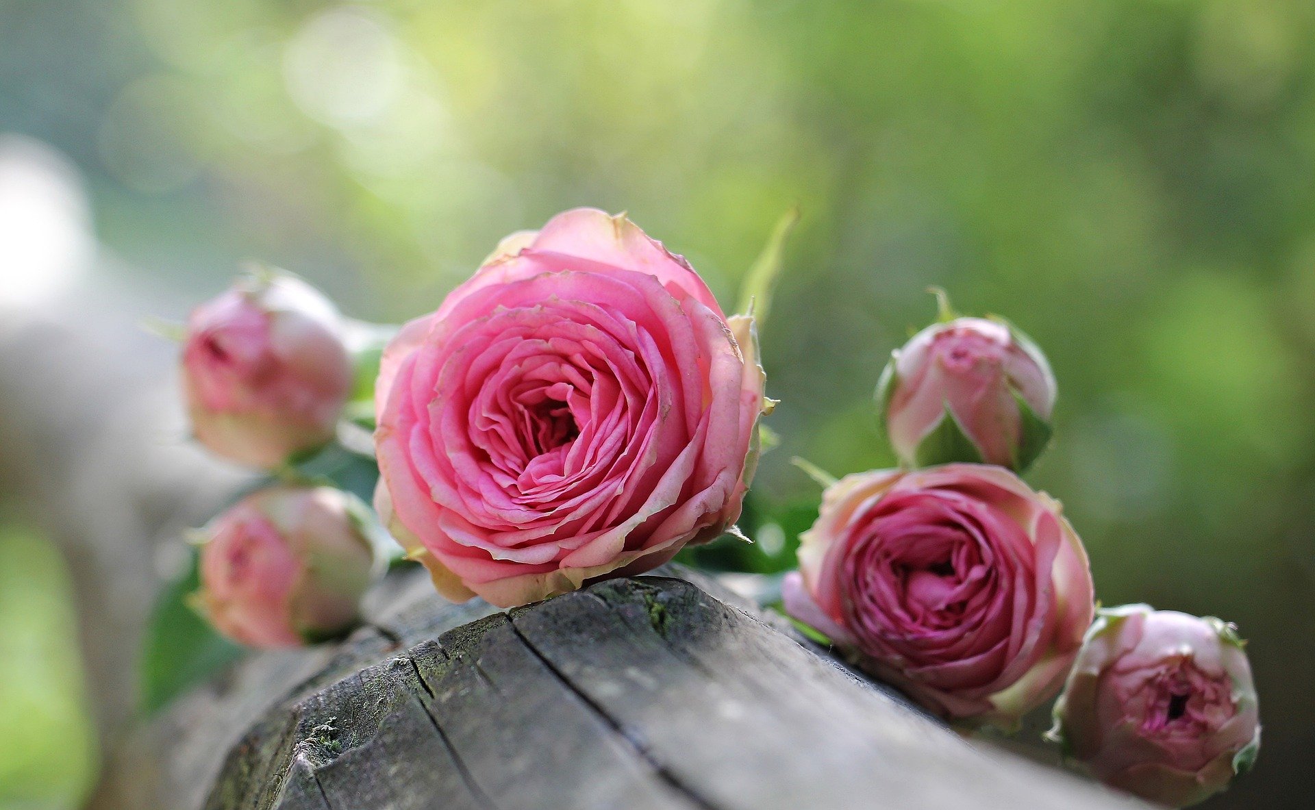 Зелень в городе, Томские новости, цветы зелень благоустройство В Томске высаживают ландшафтные розы и декоративные многолетники
