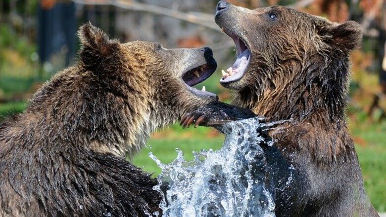 Томский Обзор, новости, Мировые новости Хакасия бурый медведь охота гроза туризм В Хакасии выросла численность бурых медведей