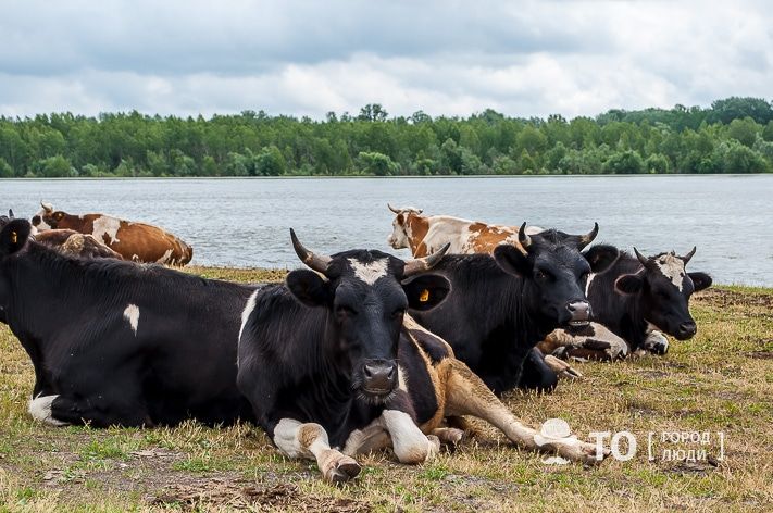 Предприятия Томска и области, Томские новости, молоко томск новости интересное купить ферма коровы В Томской области открылась обновленная молочная ферма