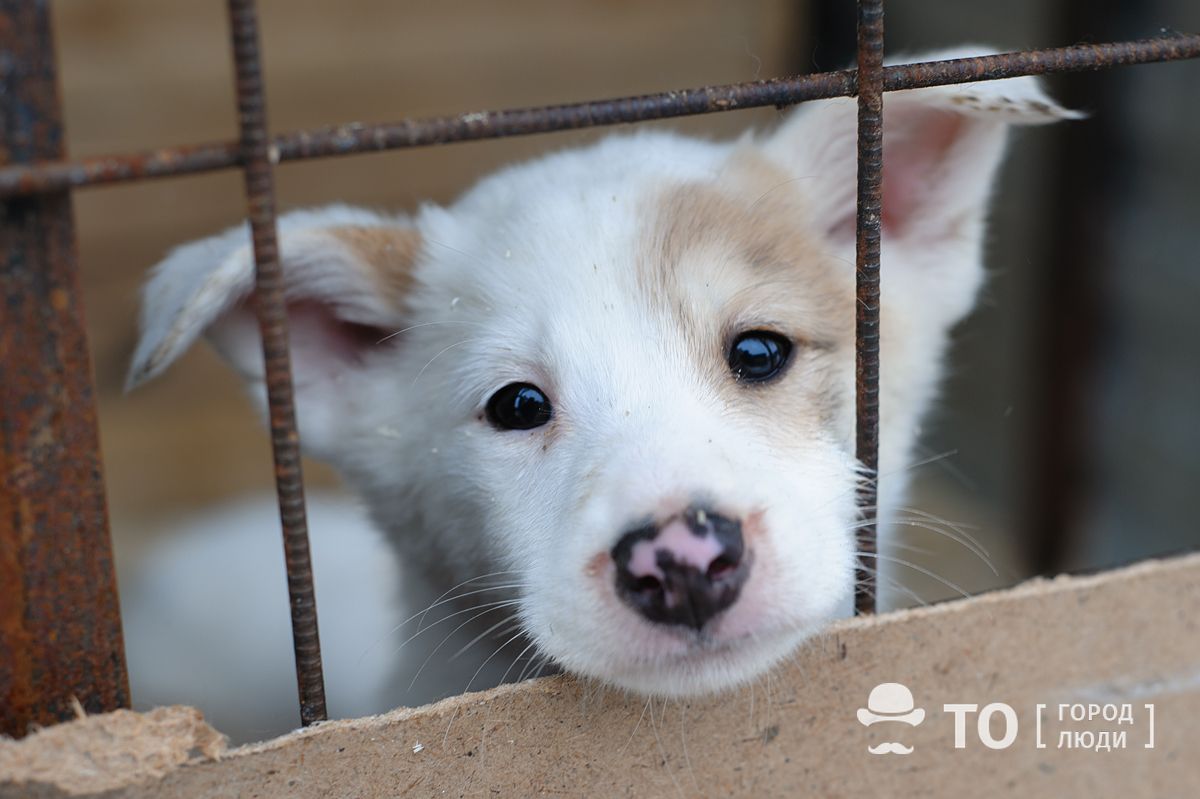 Благотворительность, Томские новости, бездомные животные благотворительность томск добрый урки новомихайловка Томичи могут помочь приюту для бездомных животных в почтовых отделениях