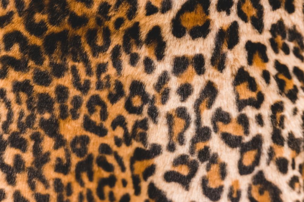 В мире животных, Томские новости, Томск Томская область Северск Омская область зоопарк краснокнижный дальневосточный леопард вальер по Краснокнижный леопард Бриллиант из Северского природного парка переехал в Большереченский зоопарк