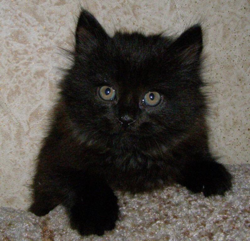 Купить кошку томск. Черный Сибирский котенок. Британские котята черные пушистые. Черный пушистый котенок 1,5 месяца. Черный очень пушистый котенок.