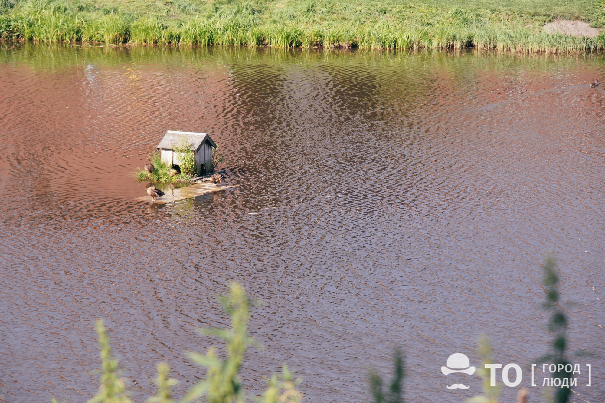 Природа, Томские новости, Экология, утки животные помощь кормушки уточки университетское озеро домики Водолазы подняли утонувшие в Университетском озере Томска утиные домики