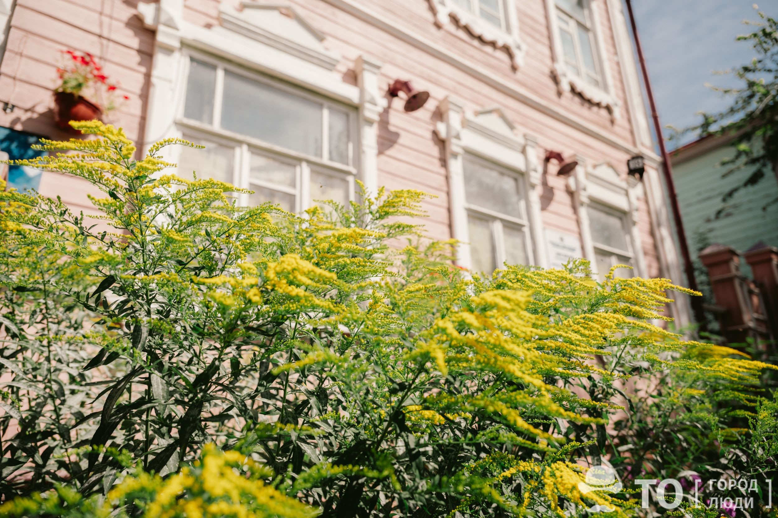 клумба томск цветы лето интересное новости город благоустройство Город, Городское благоустройство, Зелень в городе, Красота, Природа