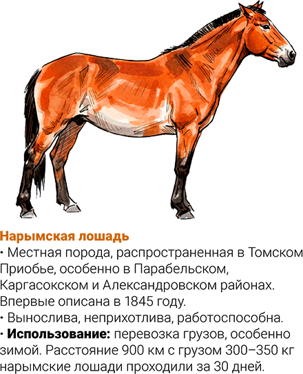 /data/images/news_2025/11/anatomy_gerb/assets/bot/horse_bot_narim.png