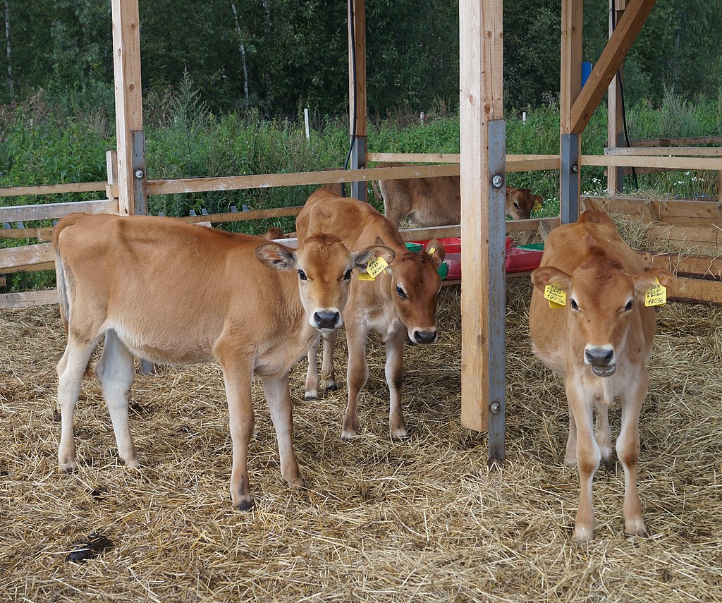 Томские новости, коровы сельское хозяйство В Томской области будут разводить коров джерсейской породы
