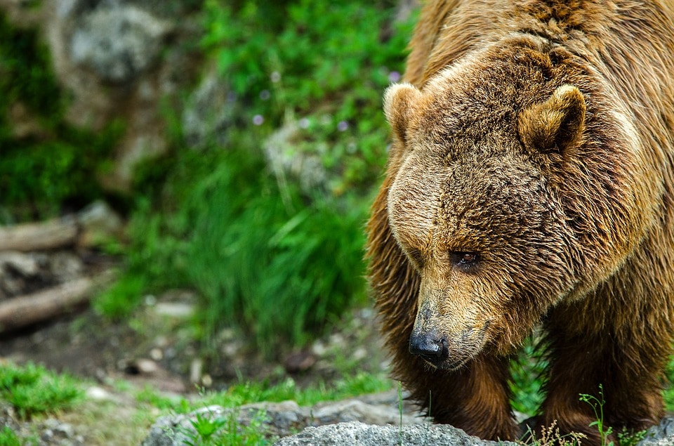 Происшествия, Томские новости, дикие животный задрал жеребенка нападение медведи в Томске загрыз Медведь задрал жеребенка в томском селе, хозяин животного сам отомстит за его смерть