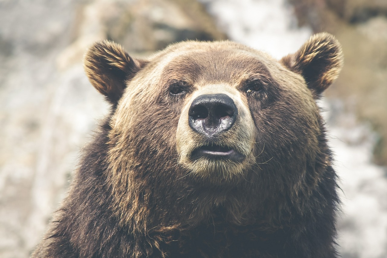 Происшествия, Томские новости, медведь нападение дикие животные деревня Медведь разорил пасеку и разгромил бытовку в томской деревне, на него устроят засаду