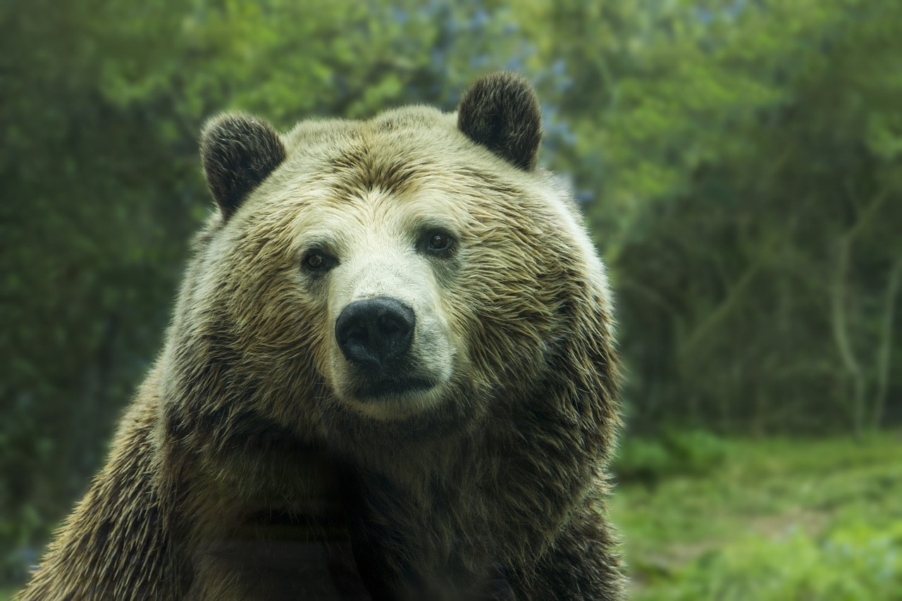 Природа, Томские новости, медведь охотник нефтехим схк ядерные отходы ядовитые отходы Охотники не смогли выследить медведя, замеченного на территории Сибирского химкомбината