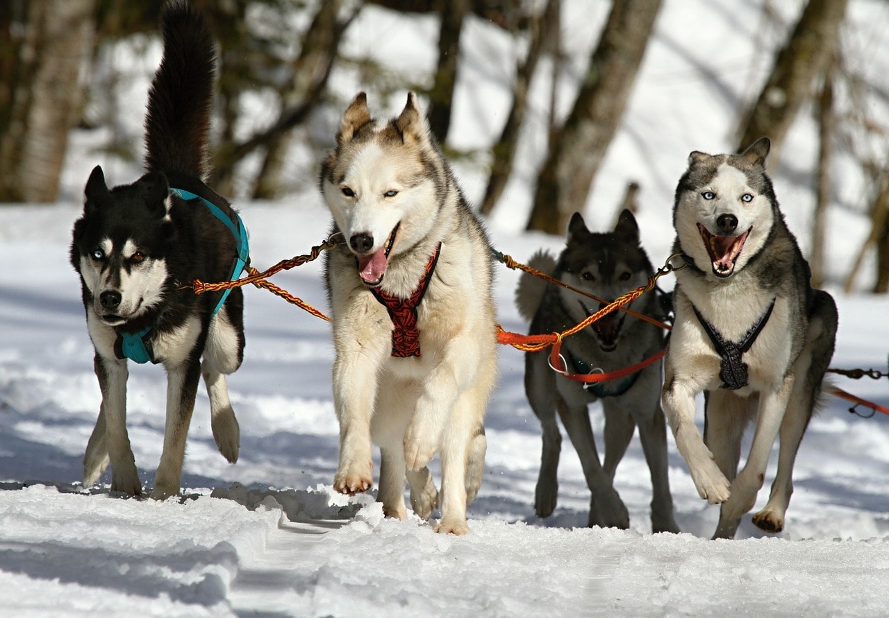 В мире животных, Томские новости, В Томске пройдут гонки на собачьих упряжках
