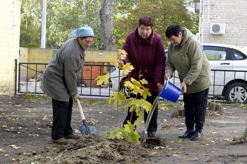 Зелень в городе, Томские новости, мэрия благоустройство зелень зеленые насаждения озеленение дворов Томичам раздадут почти 10 тыс. деревьев и кустарников для озеленения дворов
