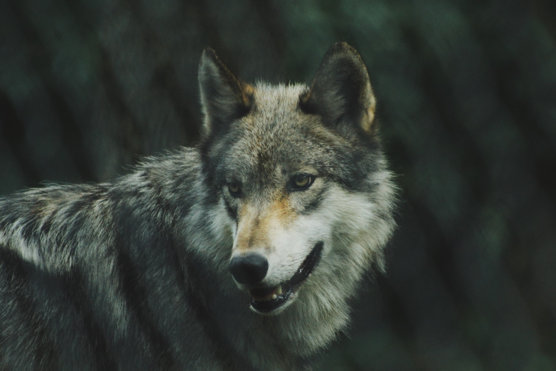 Томские новости, волки дикие животные звери расплодились дикая природа Волки расплодились в одном из районов Томской области, часть хищников отстрелят