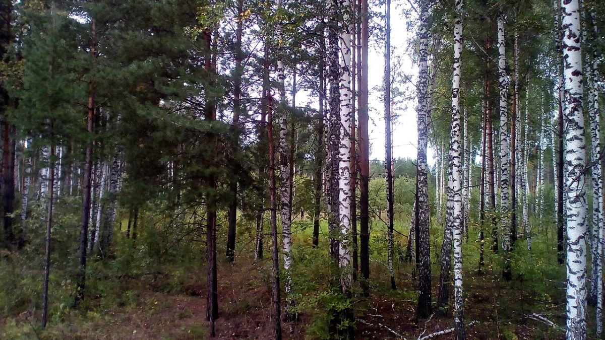 Происшествия, Томские новости, спасатели пропал заблудился мчс грибники В Томской области заблудившийся рыбак залез на дерево, чтобы дозвониться до спасателей
