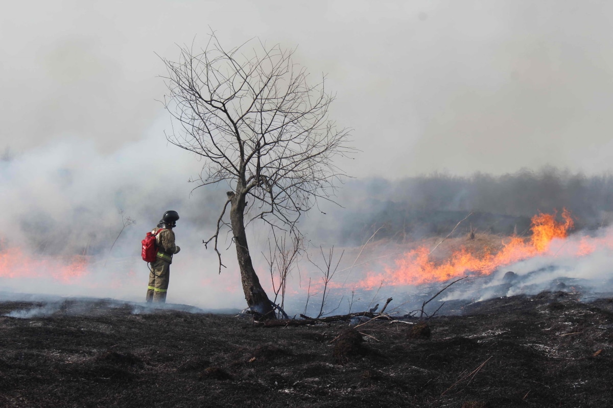 Безопасность, Лесные пожары, Томские новости, ограничение противопожарный режим защита лес сухая трава В Томске ввели особый противопожарный режим