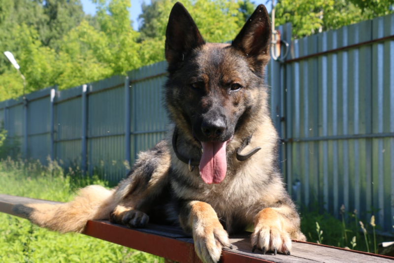 Криминал, Томские новости, полиция наркотики задержали арестовали пес служебная собака Полицейский пёс Акбар помог найти 1,5 кг наркотиков