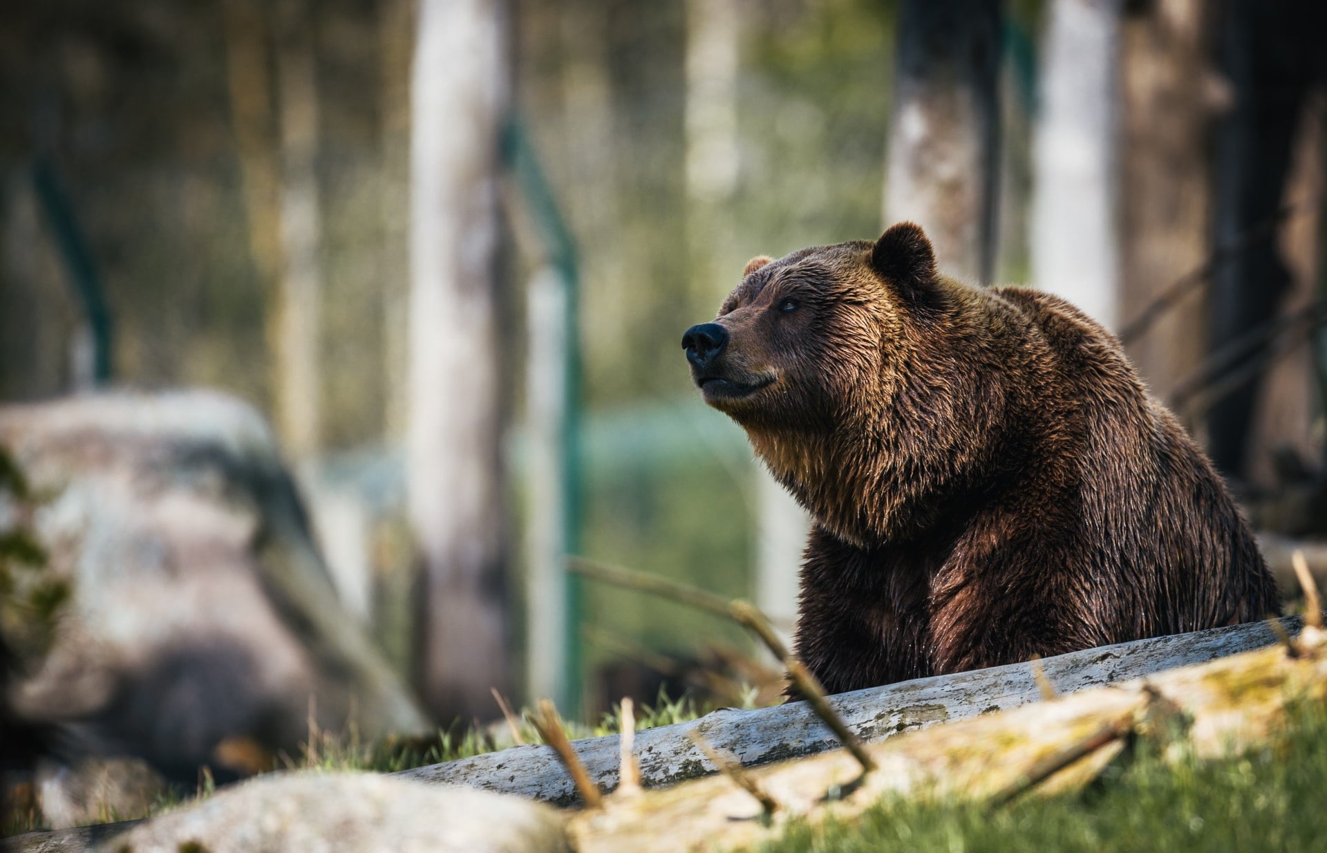 Природа, Томские новости, медведь охота рыбака природа заболевание районы инфекция сезон охоты Охоту запретили в трех районах Томской области из-за выявленного у медведей заболевания