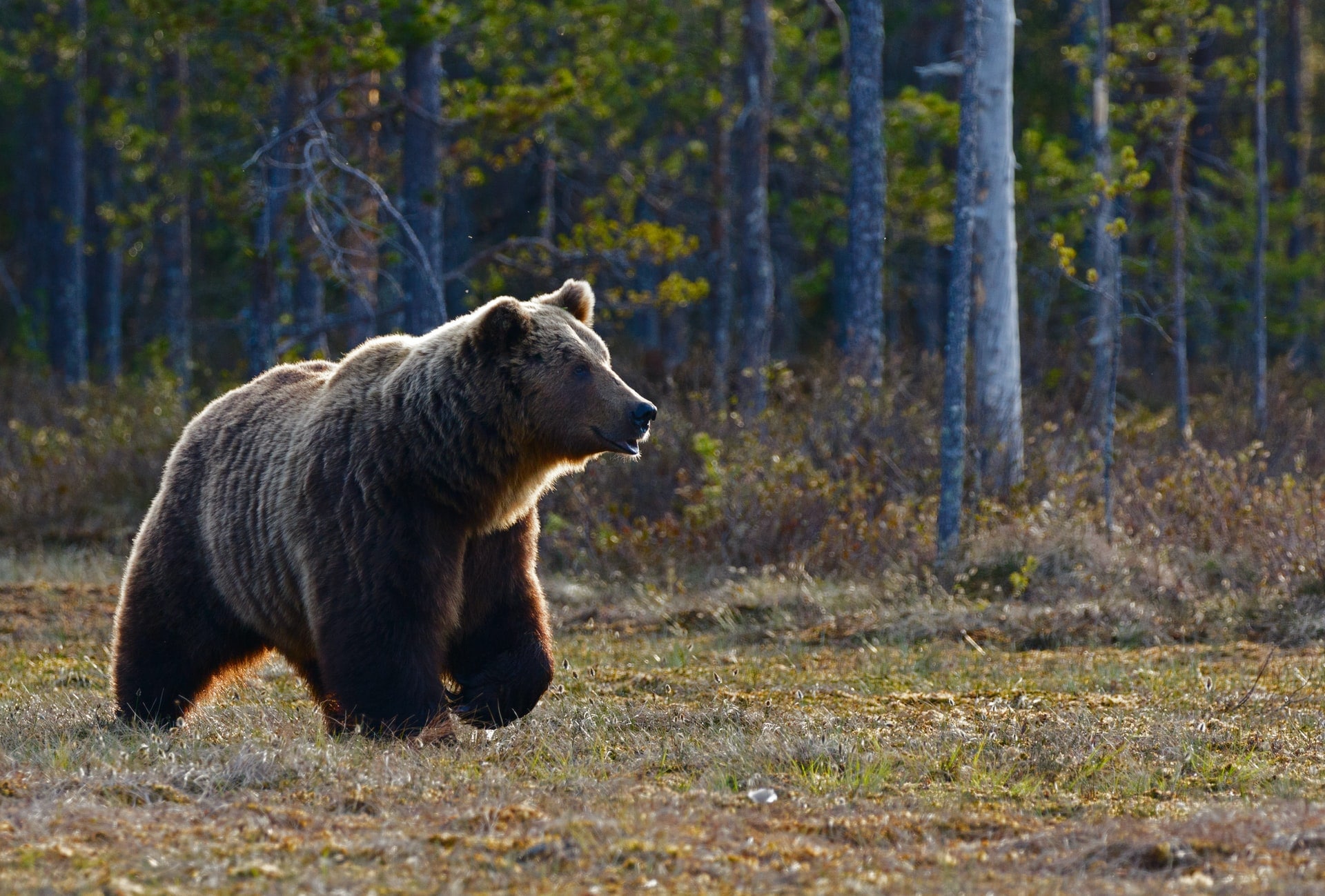 Природа, Происшествия, Томские новости, медведи животные звери дикий мир фауна Томской области Три медведя напугали работников водозабора на севере Томской области, на косолапых объявили охоту