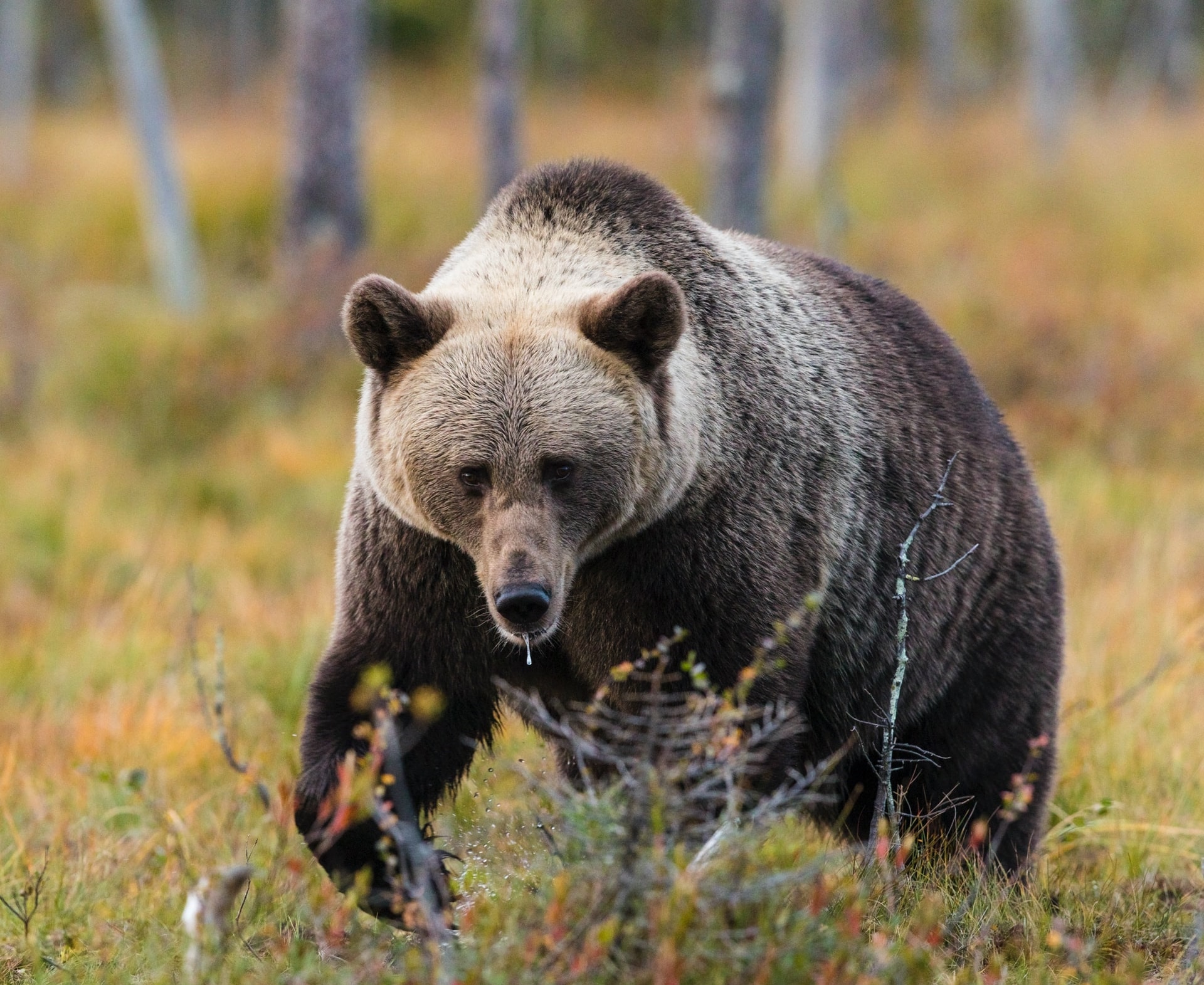 Происшествия, Томские новости, южные ворота дикие животные медведи микрорайон звери нападение дикая природа Медведь зашел в микрорайон Южные ворота в Томске