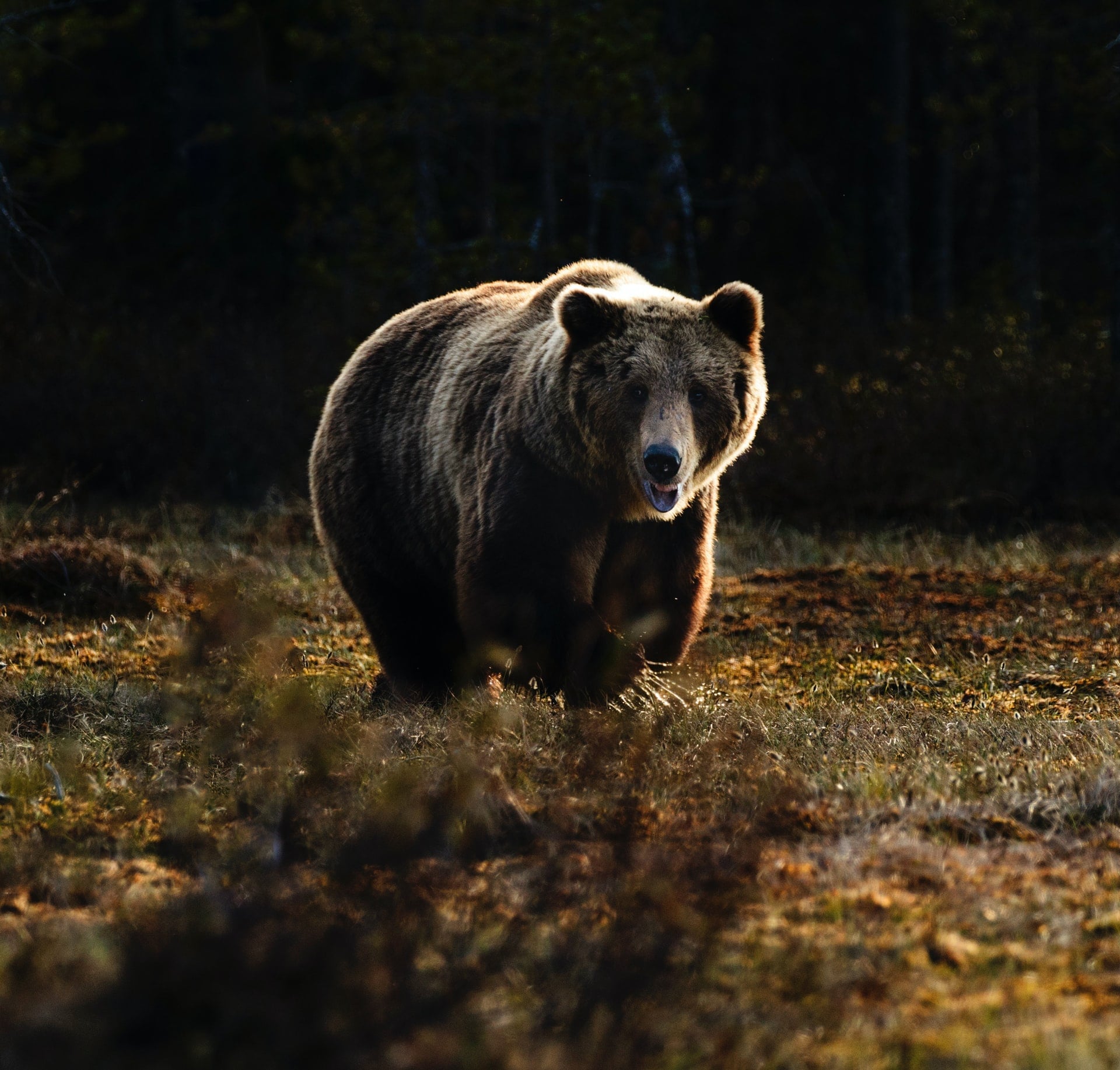 Природа, Томские новости, нефтепровод медведь происшествия вахта Медведь напугал работников нефтепровода в Томской области, на него объявили охоту