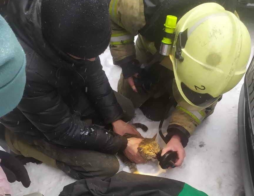 Происшествия, Томские новости, пожар происшествия кот животное спасли дыхательный аппарат помощь животным Пожарные спасли кота из горящего гаража в Томске