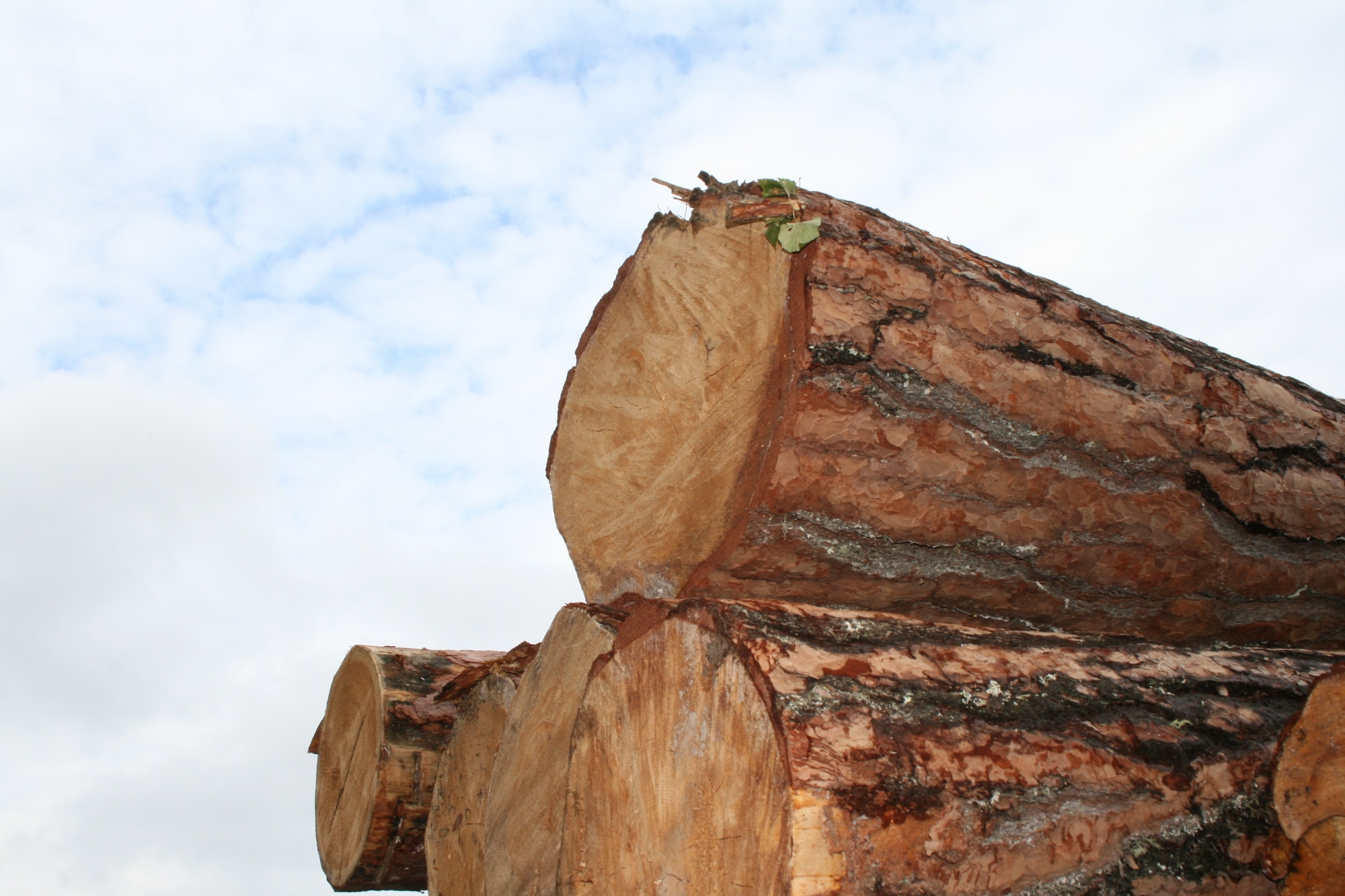 Криминал, Судебные дела, Томские новости, бюджет заниженная стоимость лес вывозят лес рубят лес экспорт древесины Томский предприниматель «сэкономил» 10 млн рублей, продавай в Китай лес по заниженной стоимости