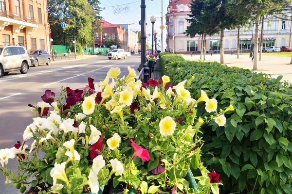 Зелень в городе, Томские новости, петунии вазоны зелень цветы в Томске На проспекте Ленина появились более 50 вазонов с петуниями