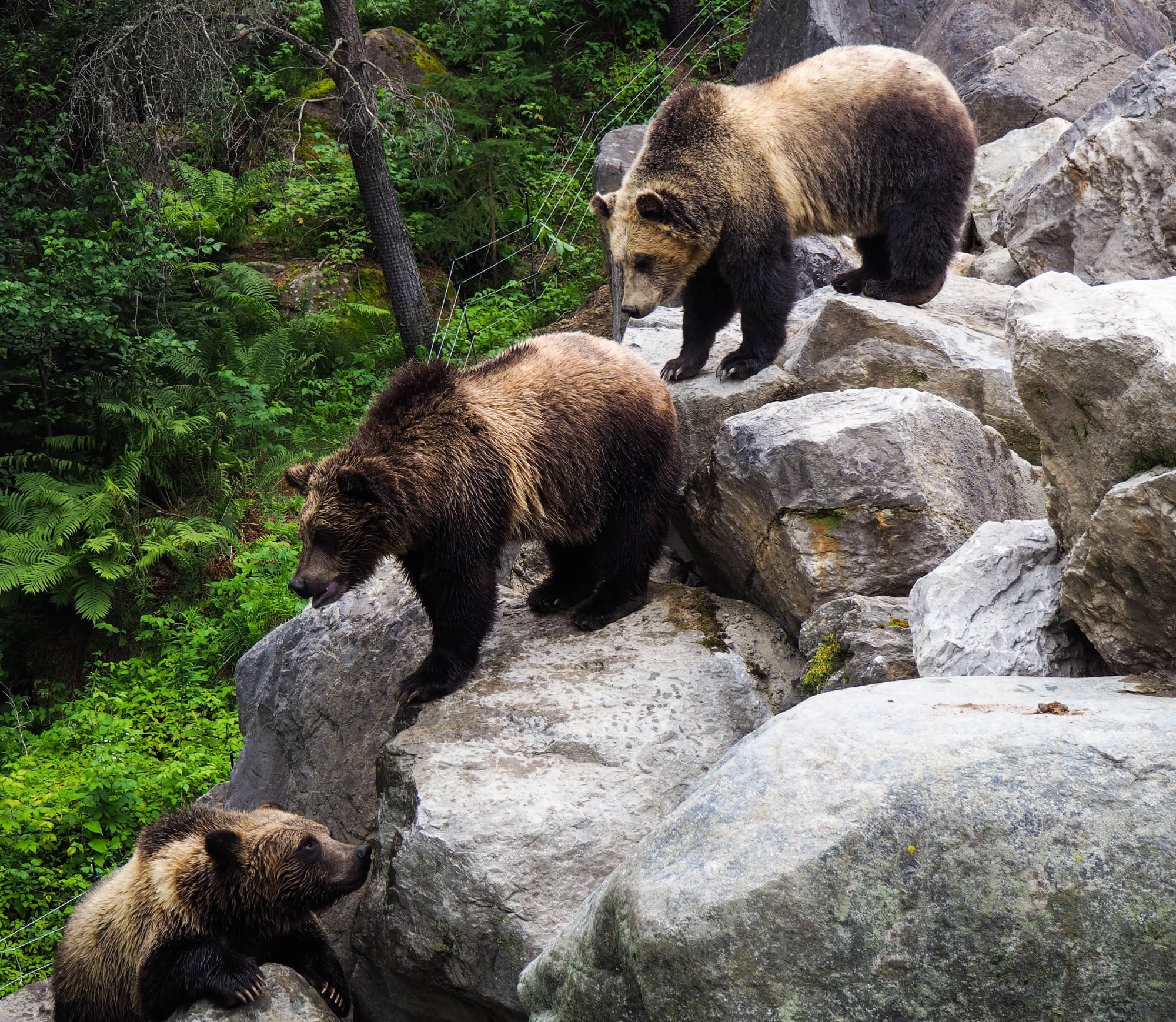 Происшествия, Томские новости, медведи дикие животные нападение сводка жесть Томска интересные новости Три медведя повадились воровать овец в томской деревне